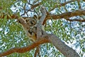 Koala up a gum tree #2 Royalty Free Stock Photo