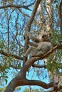 Koala up a gum tree