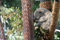 Koala in usa