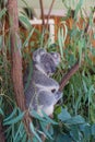 Koala Royalty Free Stock Photo