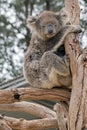 The koala was rescued from the bush fire