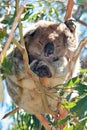 Koala in the wild resting / sleeping in the eucalyptus trees on Cape Otway in Victoria Australia