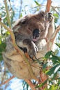 Koala in the wild resting / sleeping in the eucalyptus trees on Cape Otway in Victoria Australia