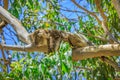 Koala in Yanchep National Park Royalty Free Stock Photo