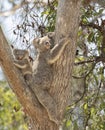 Koala and young baby joey resting in a gumtree sunny Australia Royalty Free Stock Photo