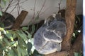 A Koala with a Young at the Lone Pine Sanctuary in Brisbane, Australia Royalty Free Stock Photo