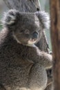 A cute young koala resting on the tree trunk Royalty Free Stock Photo