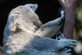 Koala at zoo Royalty Free Stock Photo