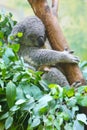 A female and a baby Koalas are sleeping on the trunk