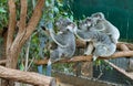 Koalas in compound eating eucalyptus leaves including mother with baby on her back