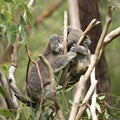 Koalas