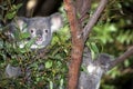 Koalas in eucalyptus tree.