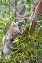 Koalas feeding on gum leaves.