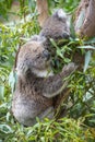 Koalas feeding on gum leaves.