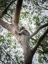 Australian Koala sleeping on the tree in Oatway national park, Victoria state of Australia.