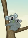 Koalas on tree