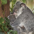 Koalo Bear with its baby native to Australia Royalty Free Stock Photo