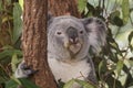 Koalo Bear native to Australia Royalty Free Stock Photo