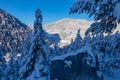 Kobesnock - Heavy snow covered branch of fir tree in winter wonderland forest in Bad Bleiberg, Carinthia, Austria.