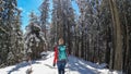 Kobesnock - Rear view of woman snow shoe hiking through fir tree forest after heavy snowfall in Bad Bleiberg, Carinthia, Austria