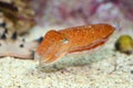 Kobi cuttlefish Royalty Free Stock Photo