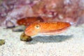 Kobi cuttlefish Royalty Free Stock Photo