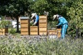 05.07.2017 Koblenz Germany - Beekeeper on hive watching bees. Bees on honeycombs. Frames of a bee hive