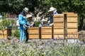 05.07.2017 Koblenz Germany - Beekeeper teaching Kids in hive watching bees. Bees on honeycombs. Frames of a bee hive