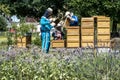 05.07.2017 Koblenz Germany - Beekeeper teaching Kids in hive watching bees. Bees on honeycombs. Frames of a bee hive