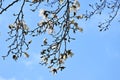 Kobus magnolia blossoms.