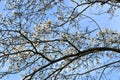 Kobus magnolia blossoms.