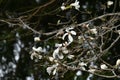 Kobus magnolia blossoms.