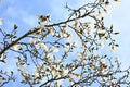 Kobus magnolia blossoms.