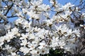 Kobus magnolia blossoms.