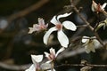 Kobus magnolia blossoms.