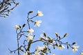 Kobus magnolia blossoms.