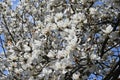 Kobus magnolia blossoms.