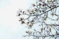 Kobus magnolia blossoms.