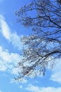 Kobus magnolia blossoms.