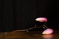 Kobus magnolia branch covered with droplets resting on a reflecting plane