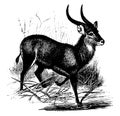 Kobus Sing Sing Antelope, vintage illustration
