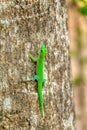 Koch\'s Day Gecko, Phelsuma kochi, Ankarafantsika National Park Madagascar wildlife