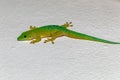 Koch\'s Day Gecko, Phelsuma kochi, Tsingy de Bemaraha Madagascar wildlife