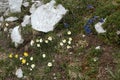 Blue gentians,yellow kidney vetch and alpine pasqueflower Pulsatilla alpina on the meadows of Malbun, Liechtenstein Royalty Free Stock Photo