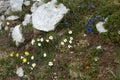 Blue gentians,yellow kidney vetch and alpine pasqueflower Pulsatilla alpina on the meadows of Malbun, Liechtenstein Royalty Free Stock Photo