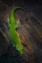 Koch\'s giant day gecko, green endemic lizard from Andasibe NP, Madagascar. Lined day gecko, is Royalty Free Stock Photo