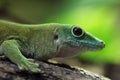 Koch's giant day gecko (Phelsuma madagascariensis kochi).