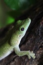 Koch's giant day gecko (Phelsuma madagascariensis kochi).