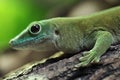 Koch's giant day gecko (Phelsuma madagascariensis kochi). Royalty Free Stock Photo