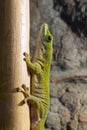 Koch's giant day gecko (Phelsuma madagascariensis kochi)